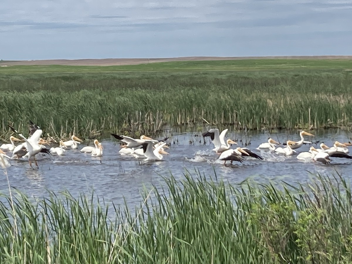 American White Pelican - ML620271590