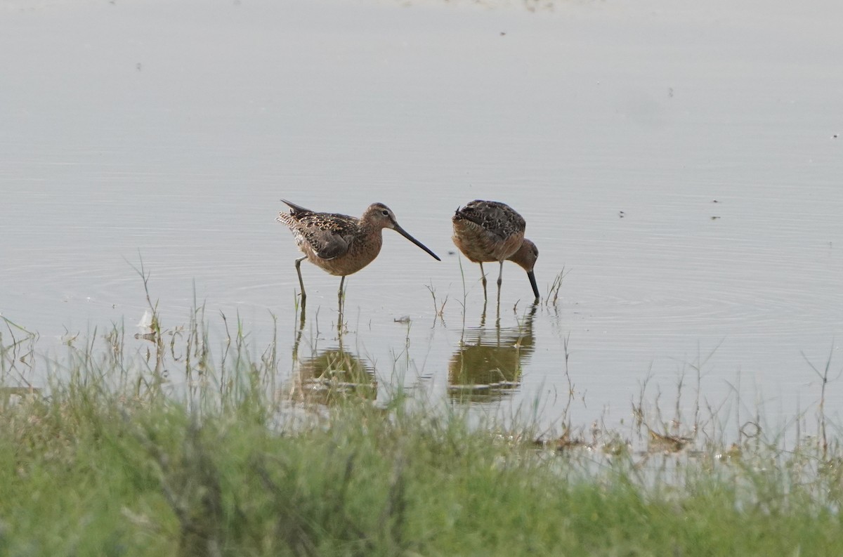 Long-billed Dowitcher - ML620271592