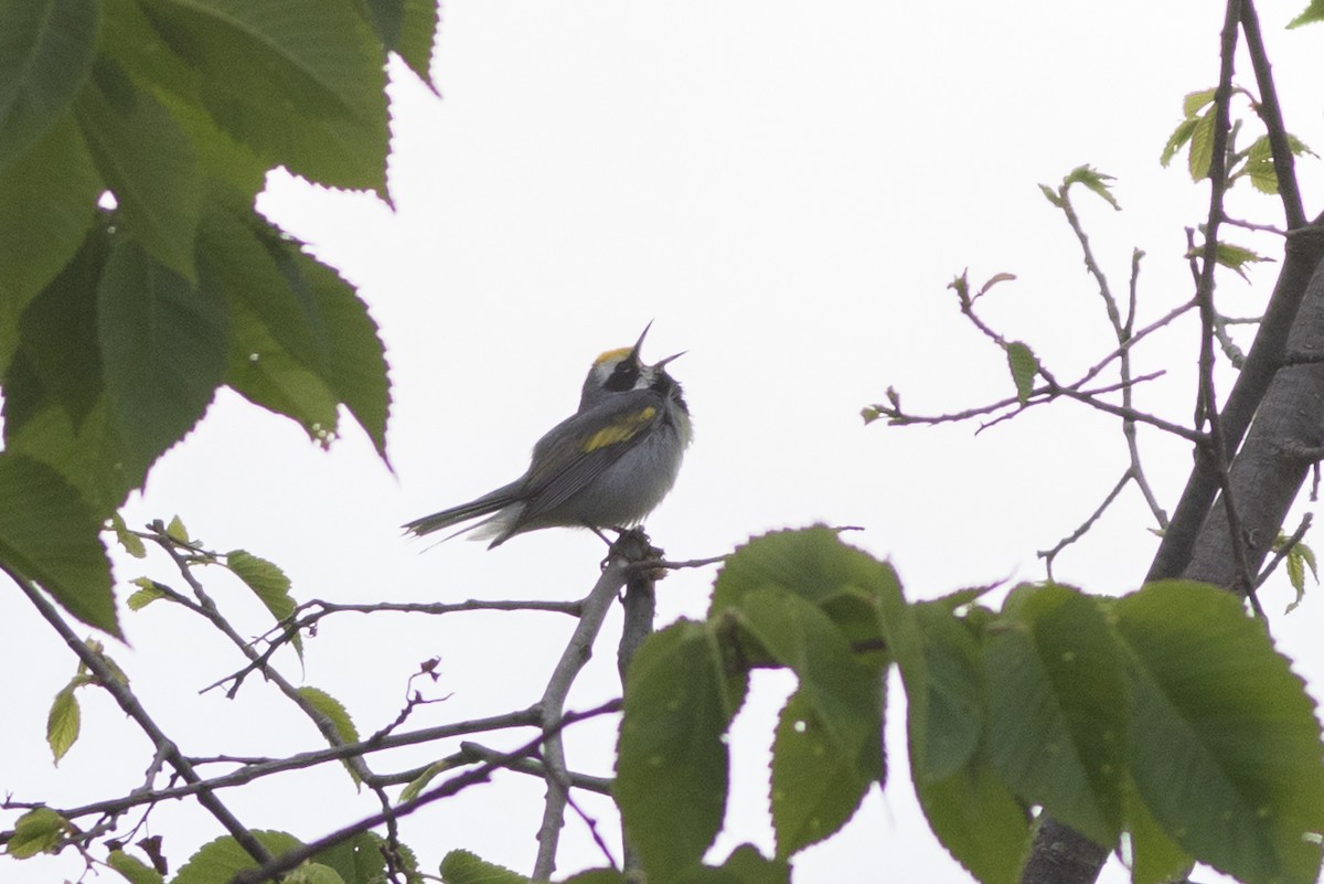 Golden-winged Warbler - ML620271602