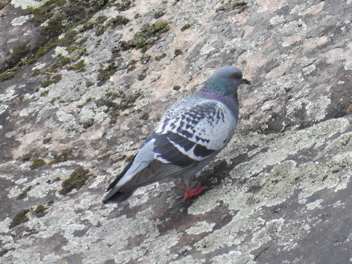 Rock Pigeon (Feral Pigeon) - ML620271608