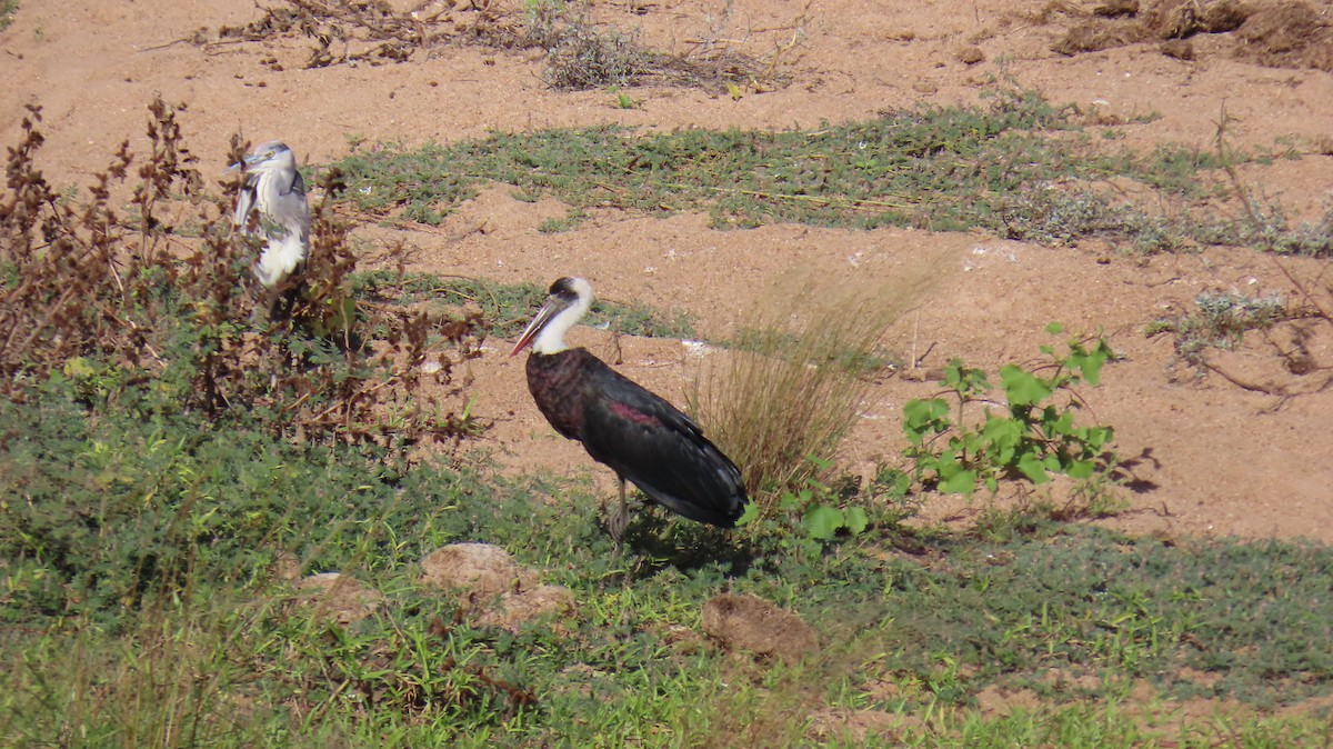 African Woolly-necked Stork - ML620271609