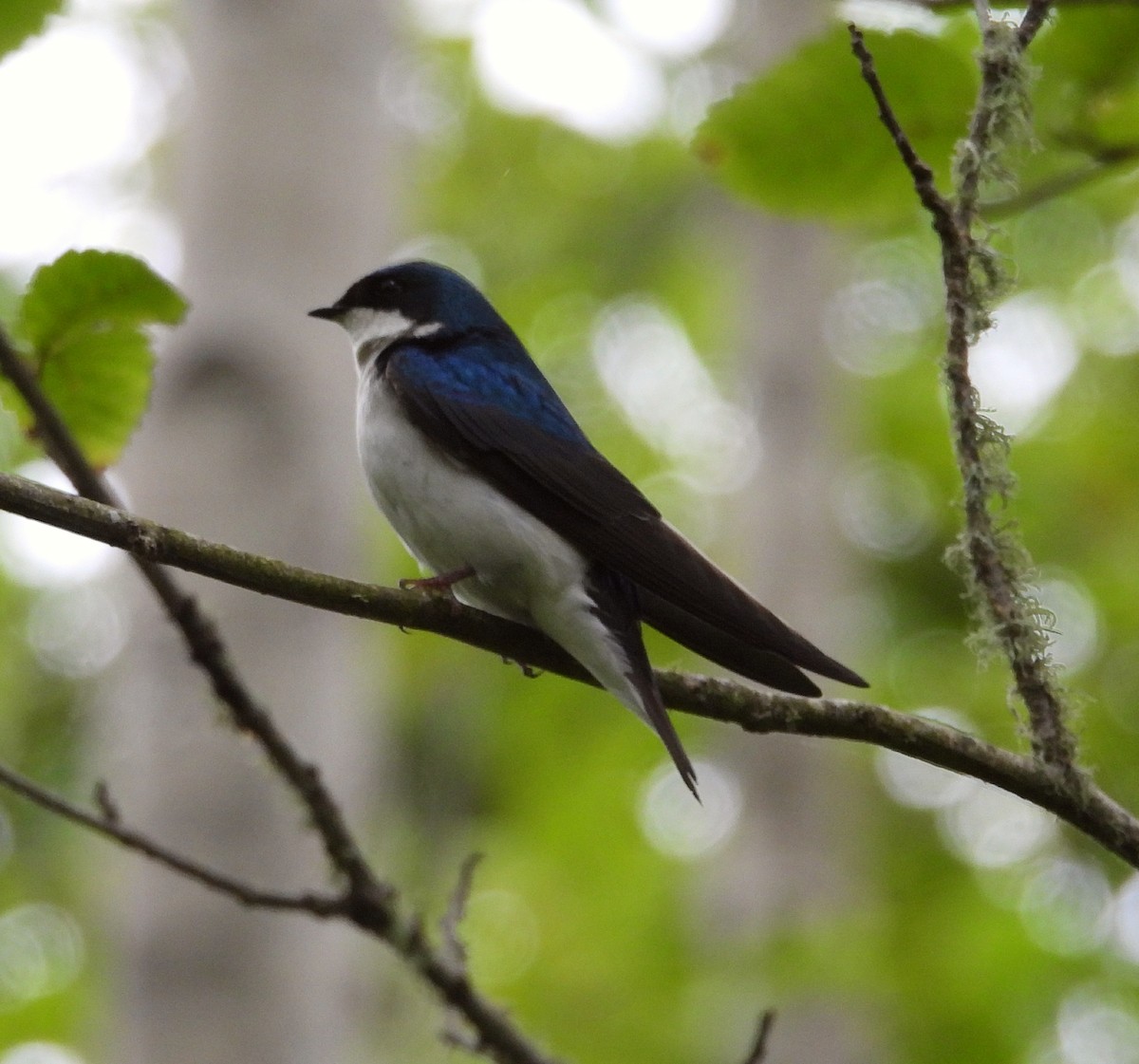 Tree Swallow - ML620271611