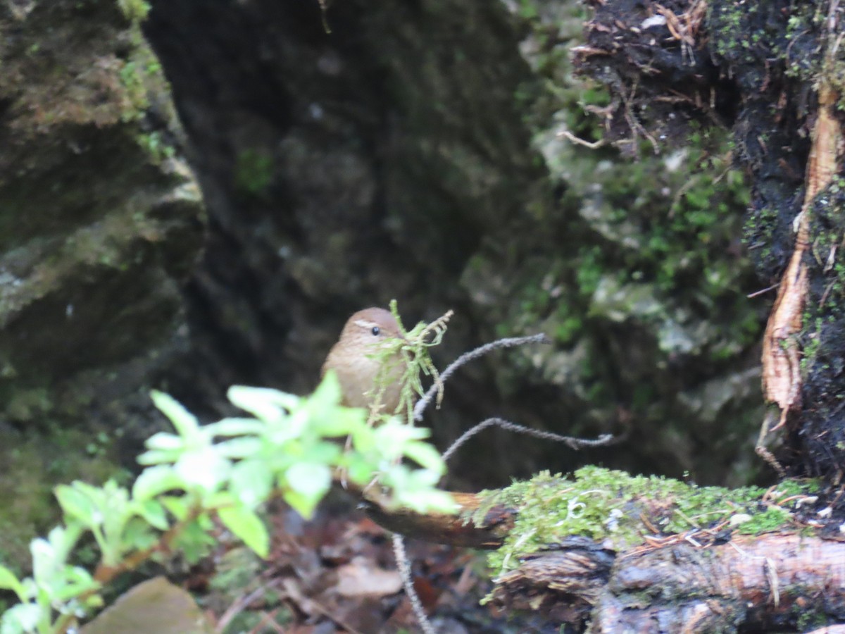 Eurasian Wren - ML620271613