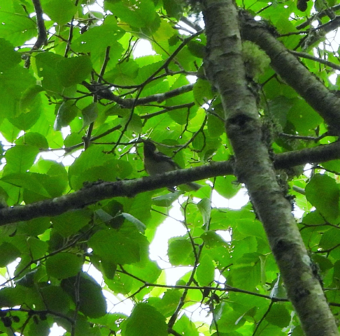 Bay-breasted Warbler - ML620271616