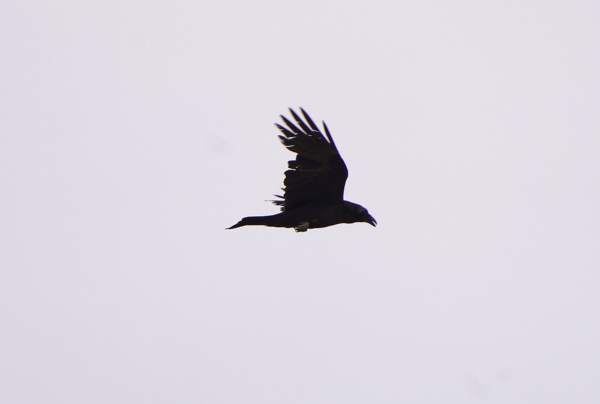Chihuahuan Raven - ML620271617