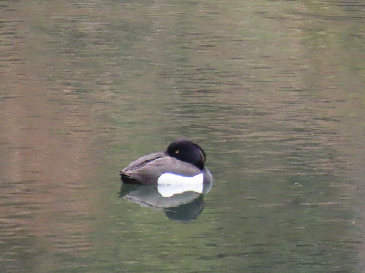 Tufted Duck - Dylan Fishbein