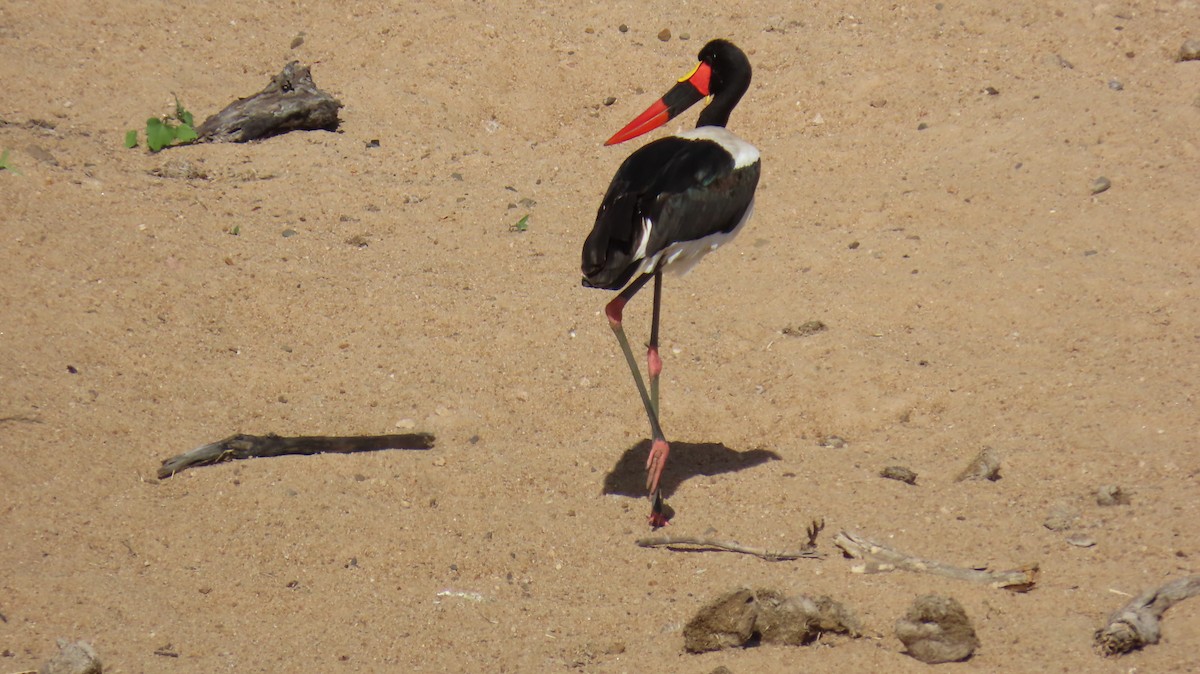 Saddle-billed Stork - ML620271623