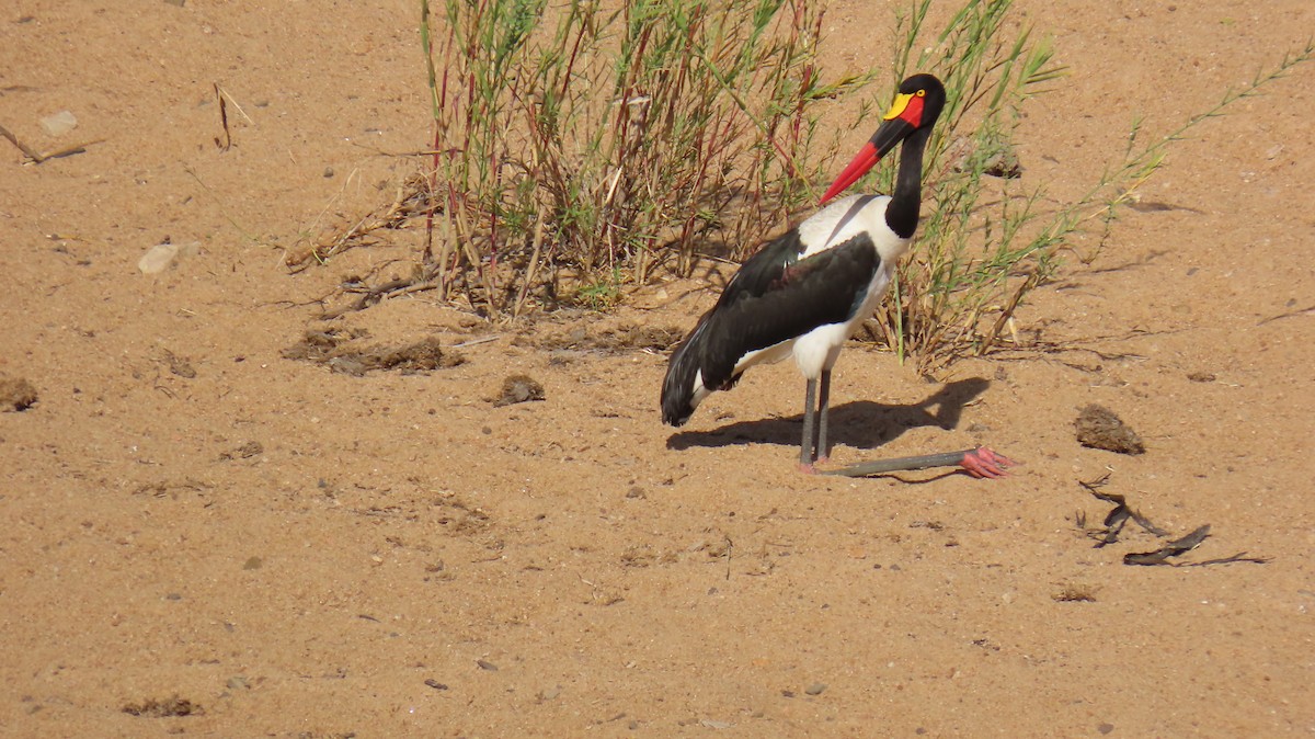 Saddle-billed Stork - ML620271624