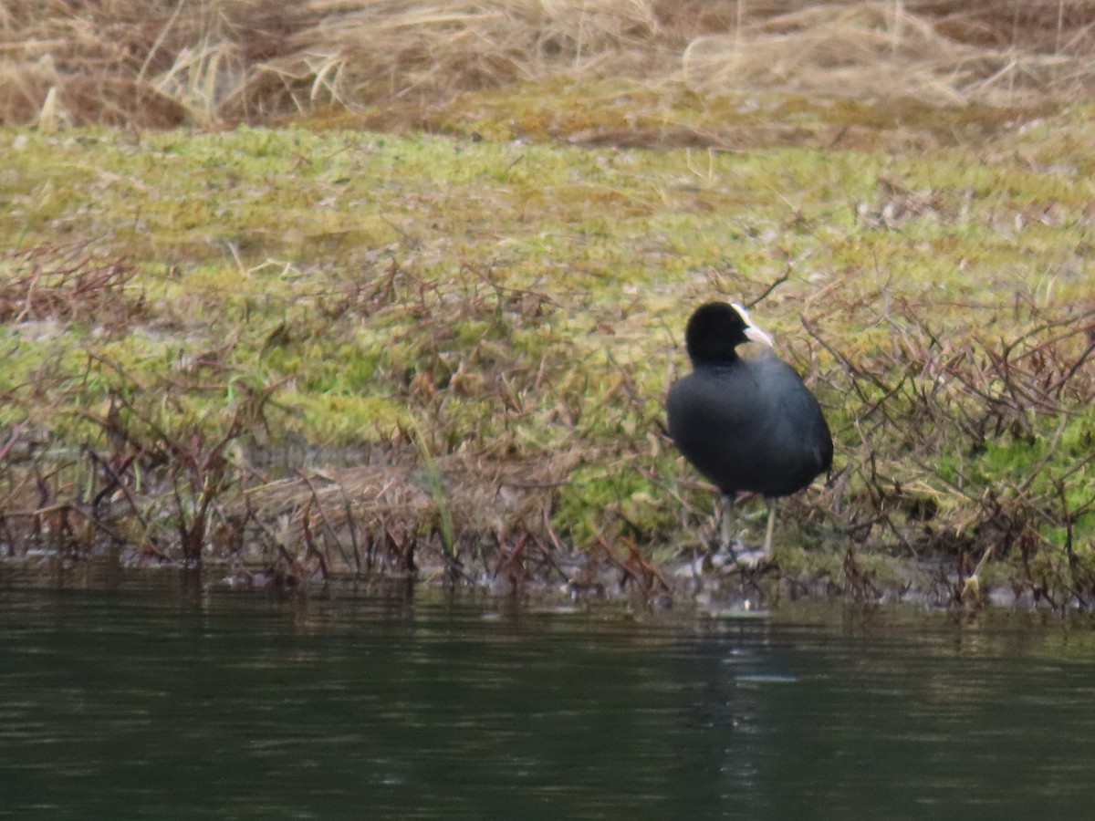 Eurasian Coot - ML620271626