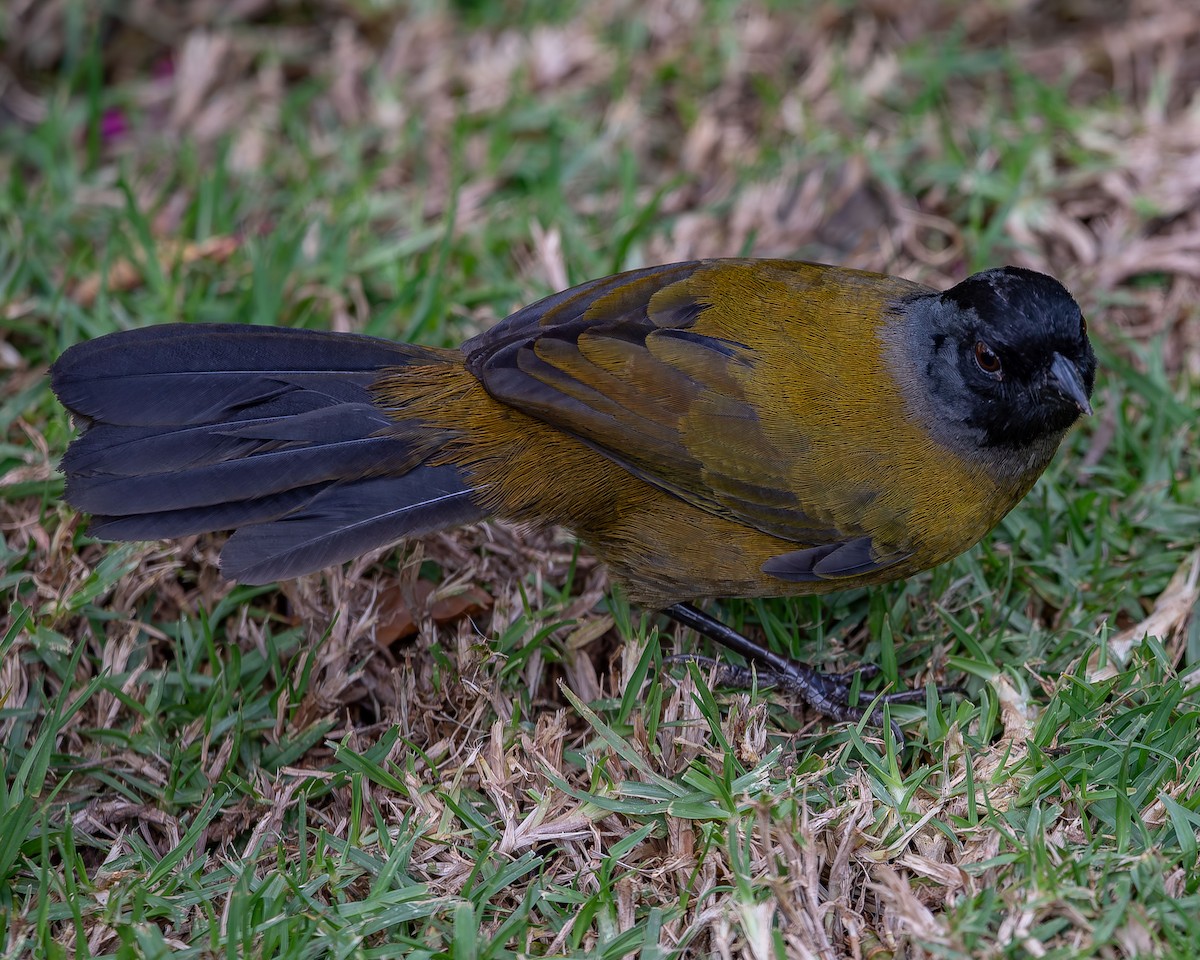 Large-footed Finch - ML620271629