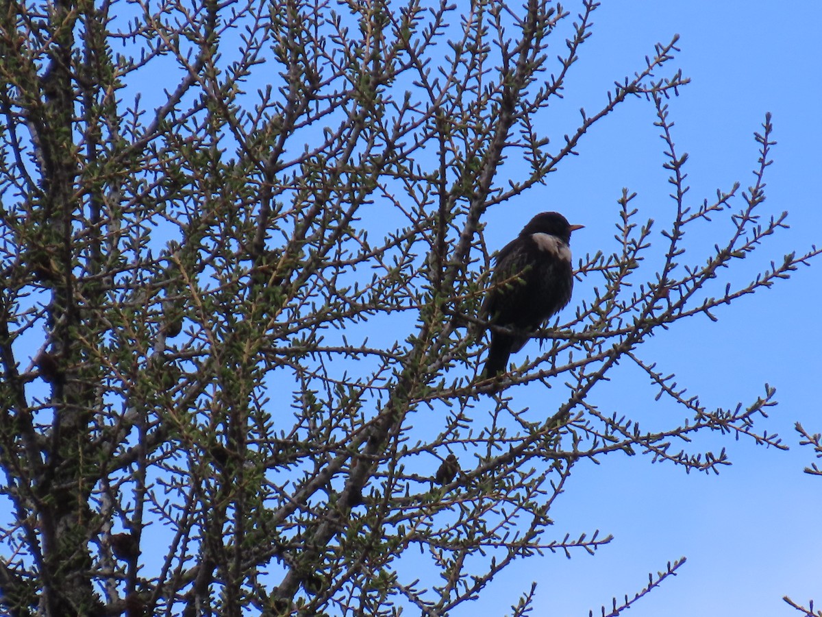 Ring Ouzel - ML620271633