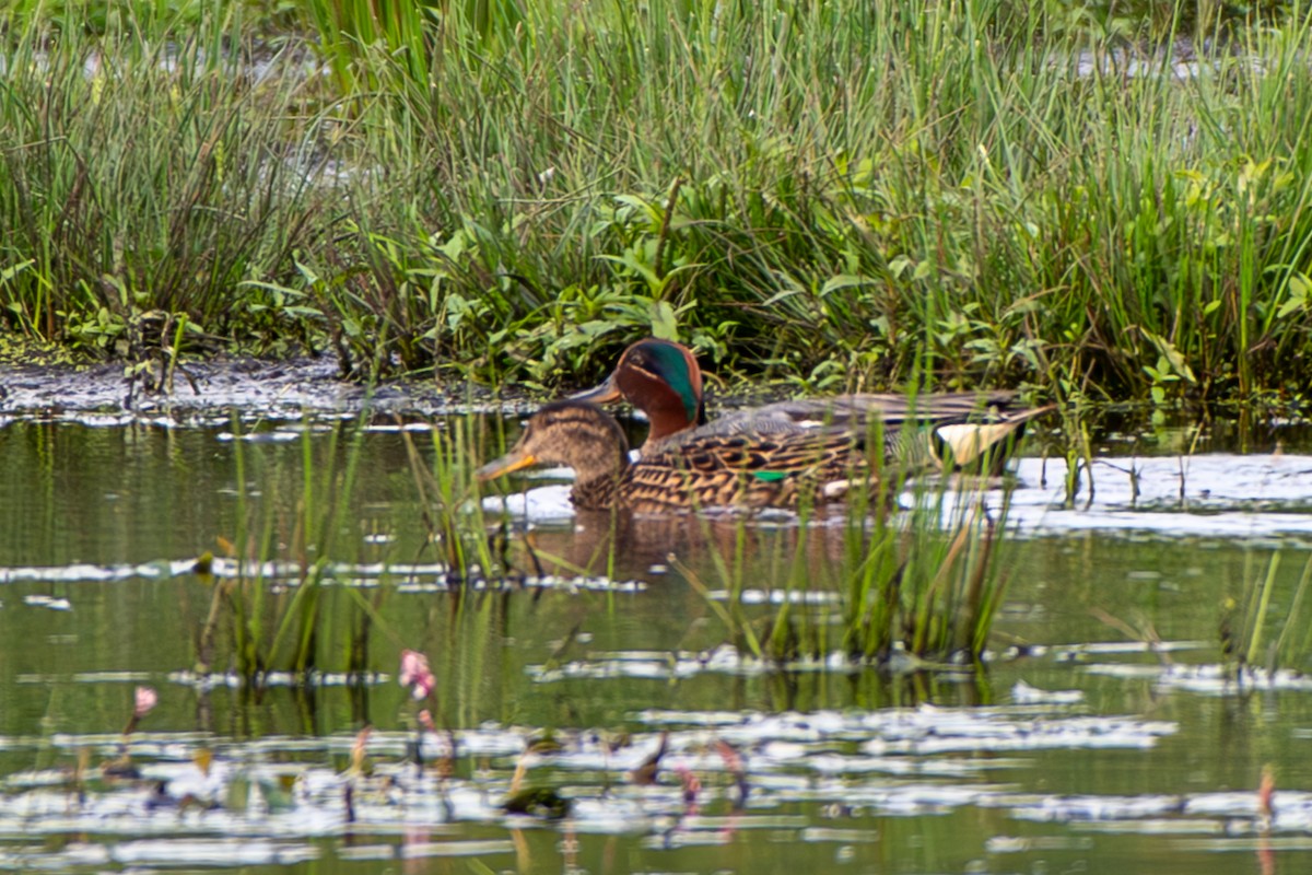 Green-winged Teal - ML620271634