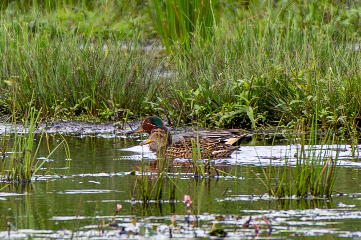 Green-winged Teal - ML620271635