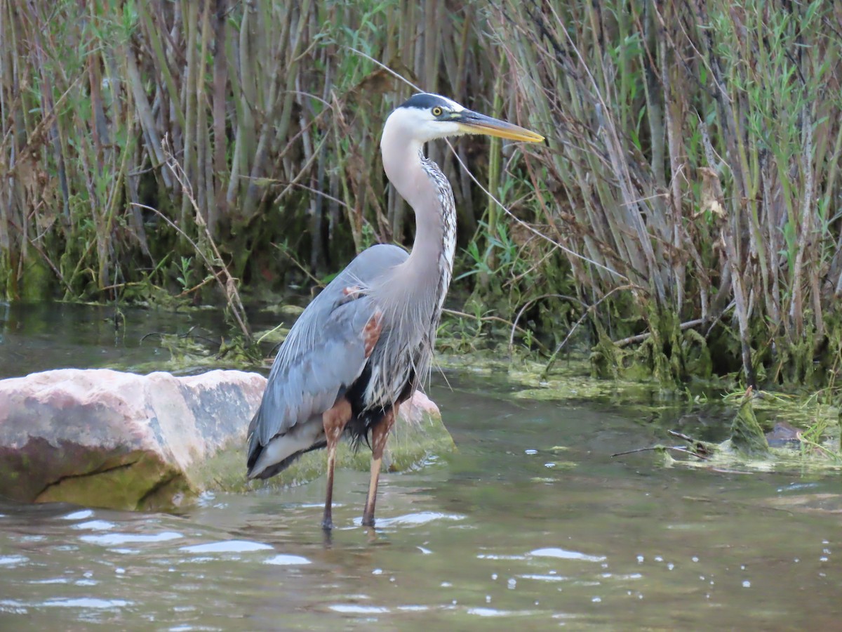 Great Blue Heron - ML620271637