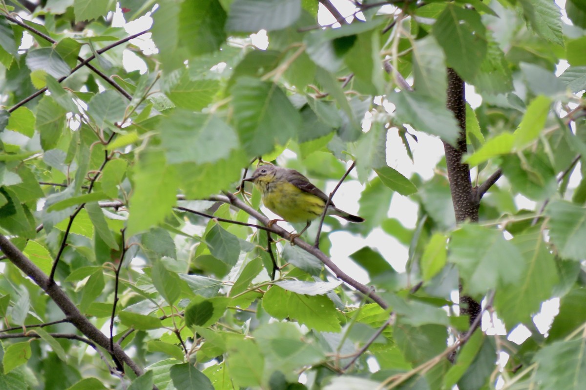 Magnolia Warbler - ML620271640