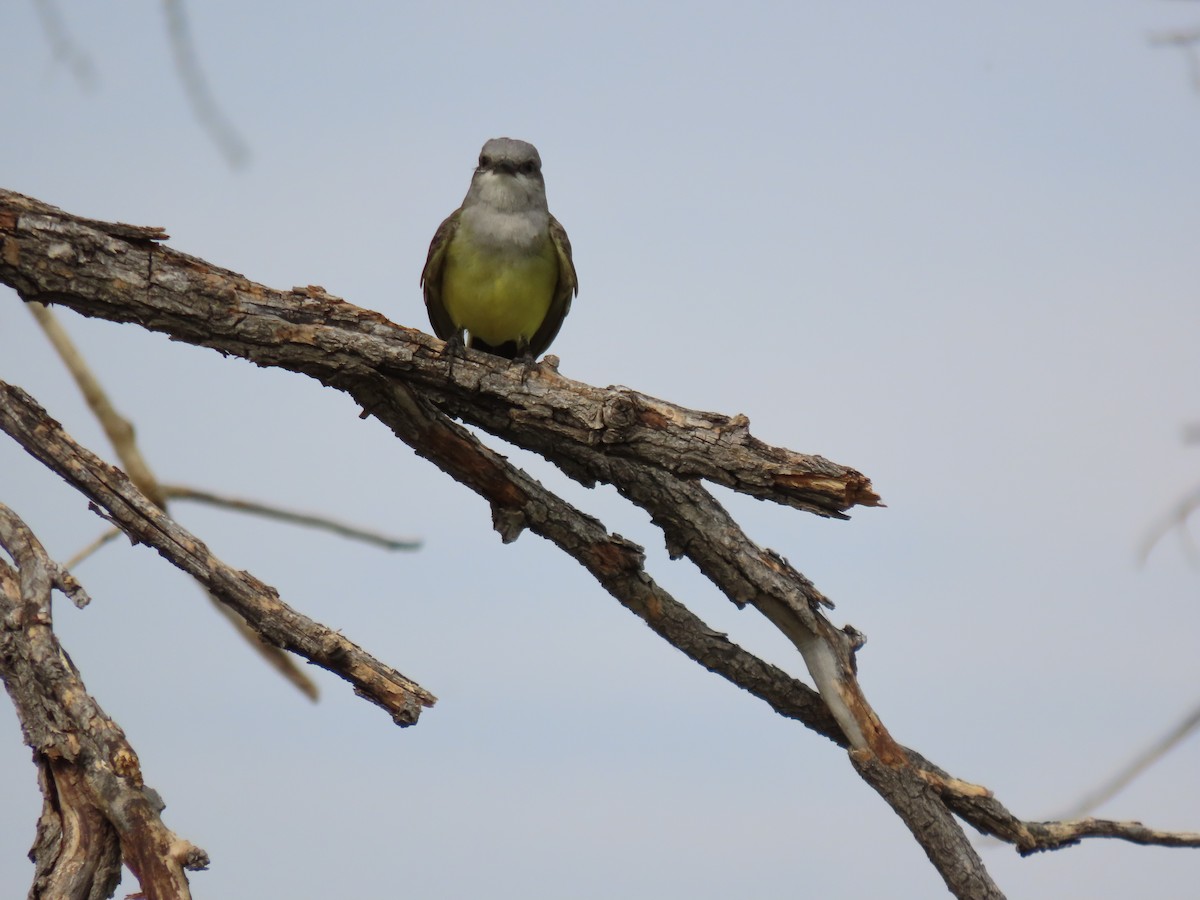 Western Kingbird - ML620271653