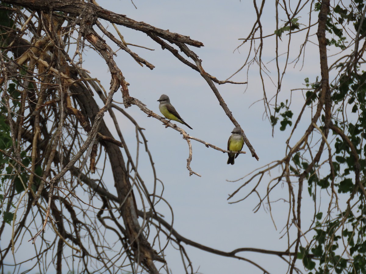 Western Kingbird - ML620271654