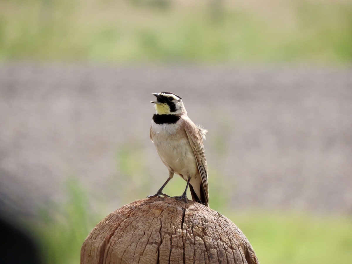 Horned Lark - ML620271659