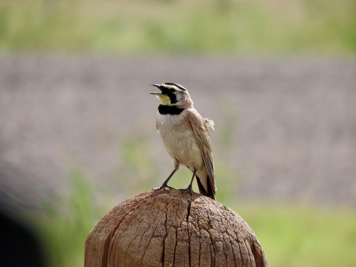 Horned Lark - ML620271660