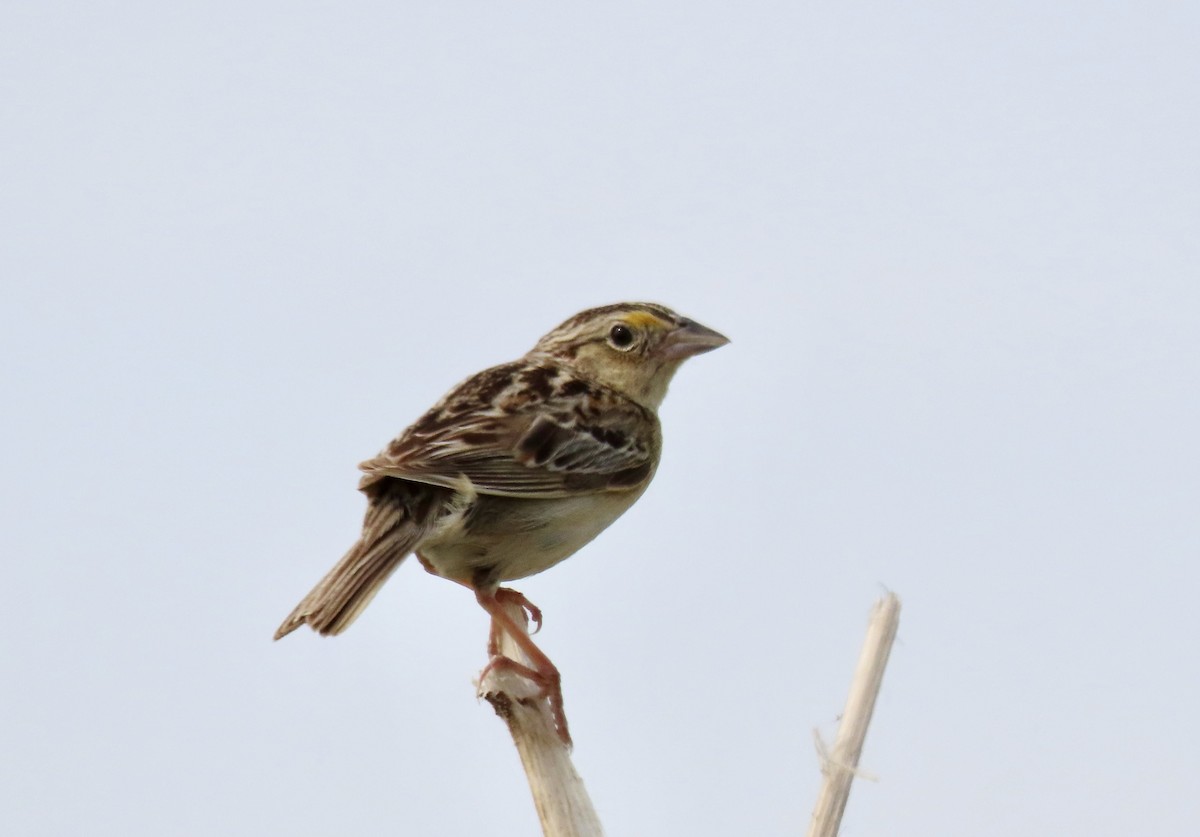 Grasshopper Sparrow - ML620271664