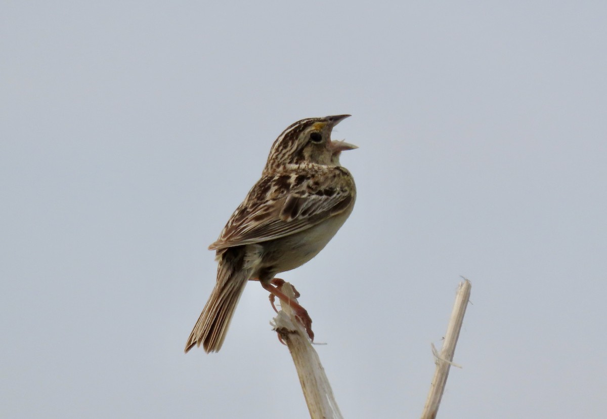 Grasshopper Sparrow - ML620271665