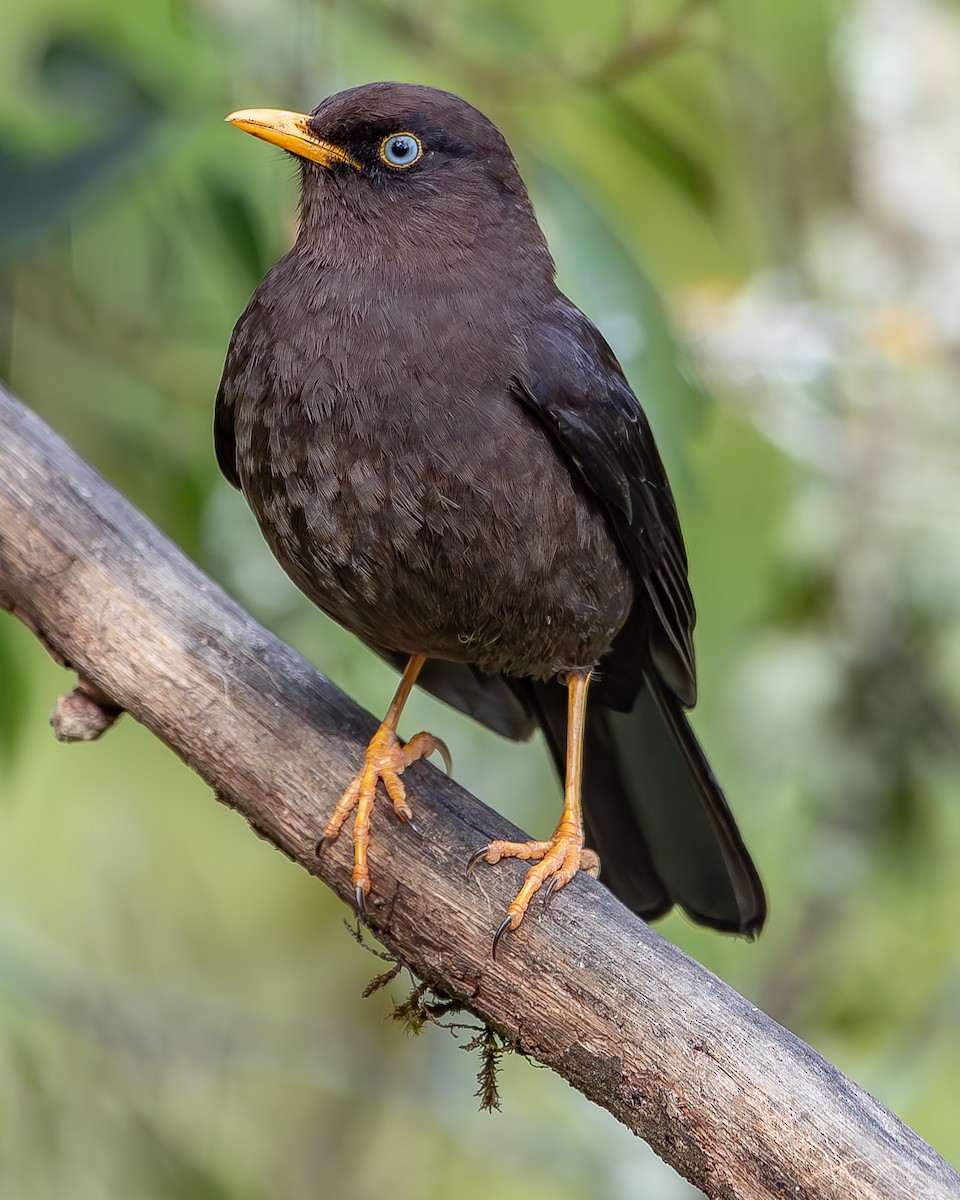 Sooty Thrush - Ricardo Rojas Arguedas