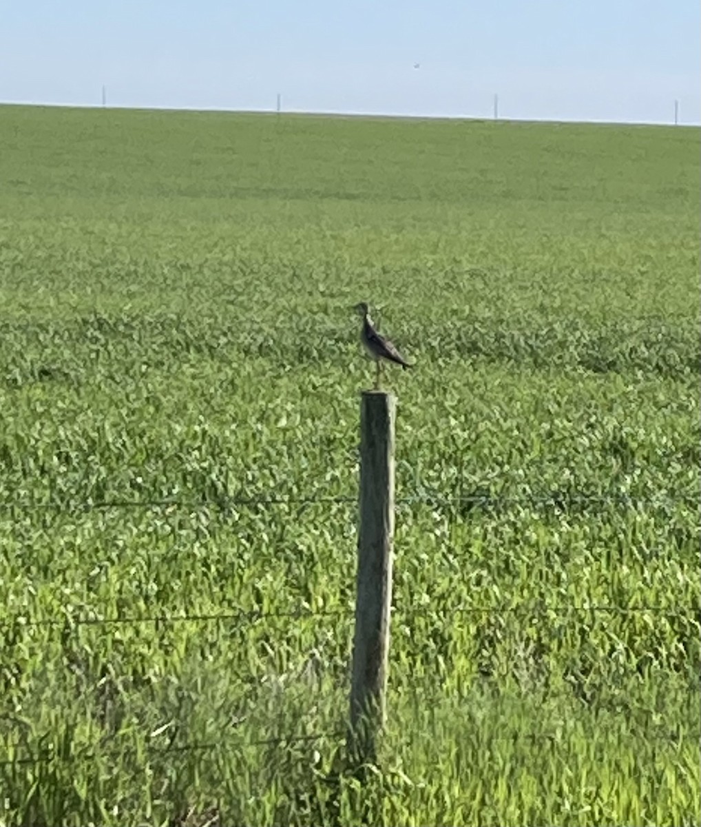 Upland Sandpiper - ML620271668