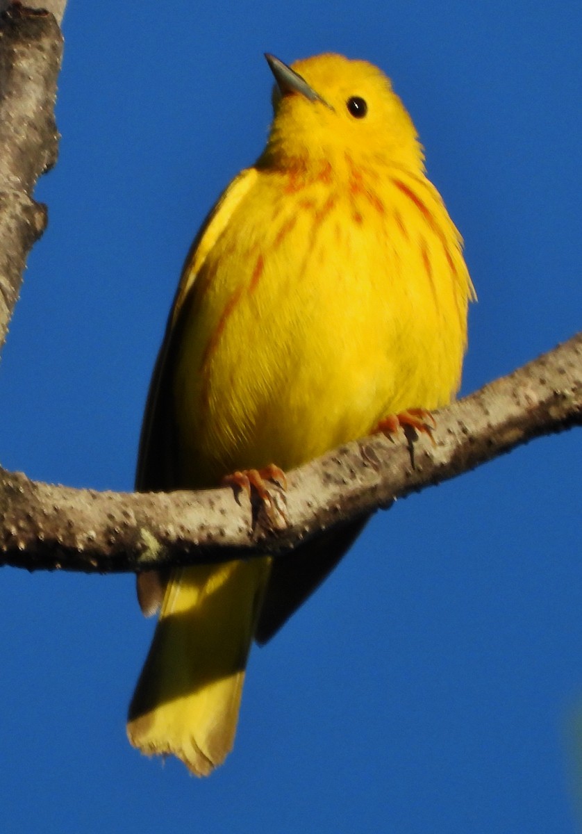 Yellow Warbler - ML620271674