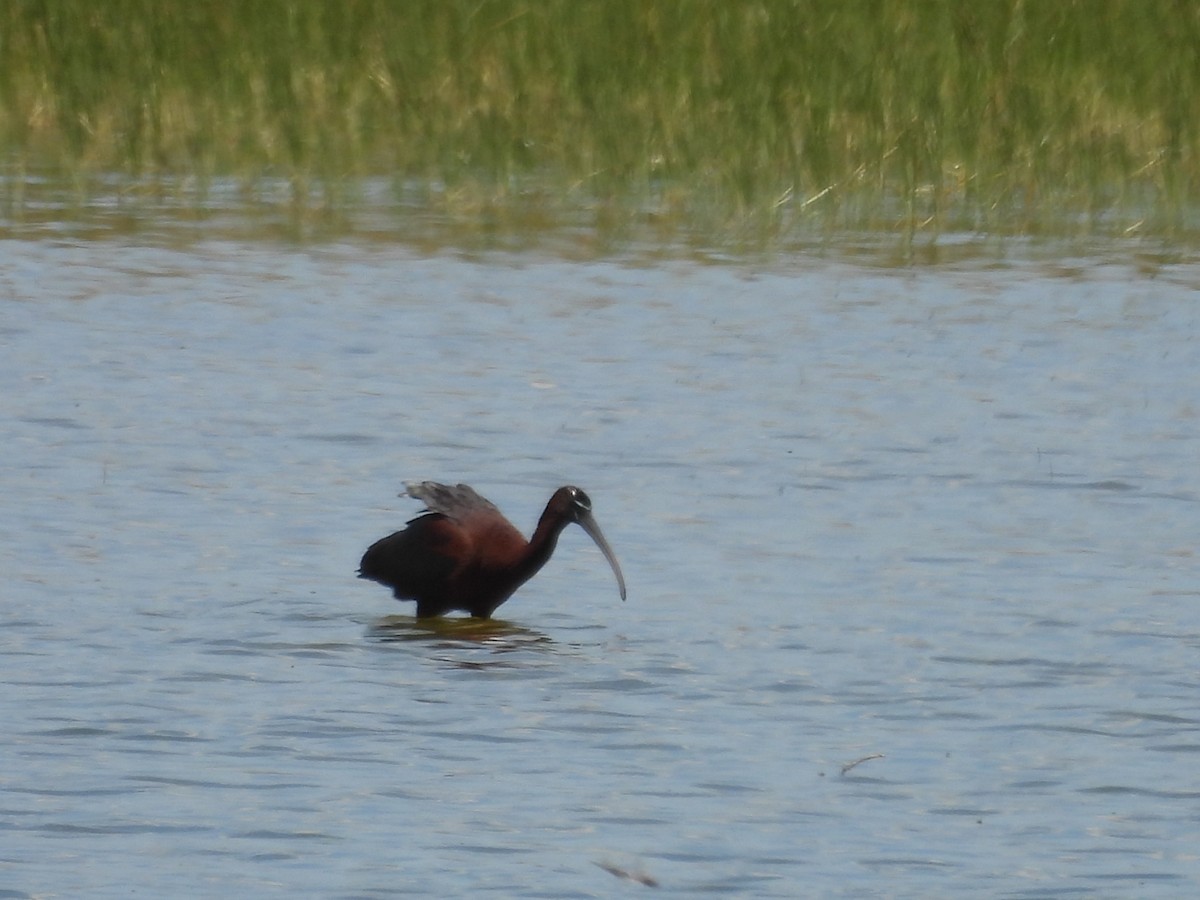 ibis hnědý - ML620271675