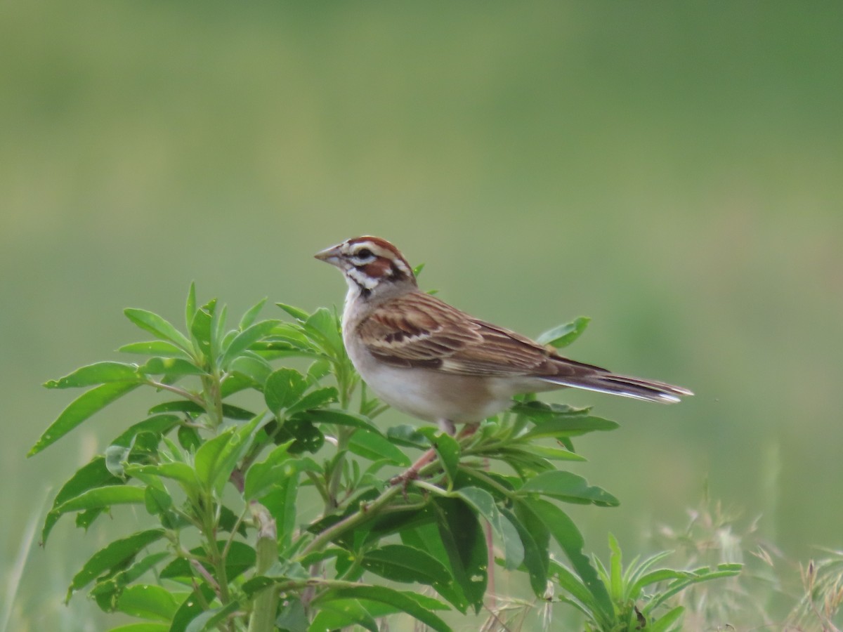 Lark Sparrow - ML620271679