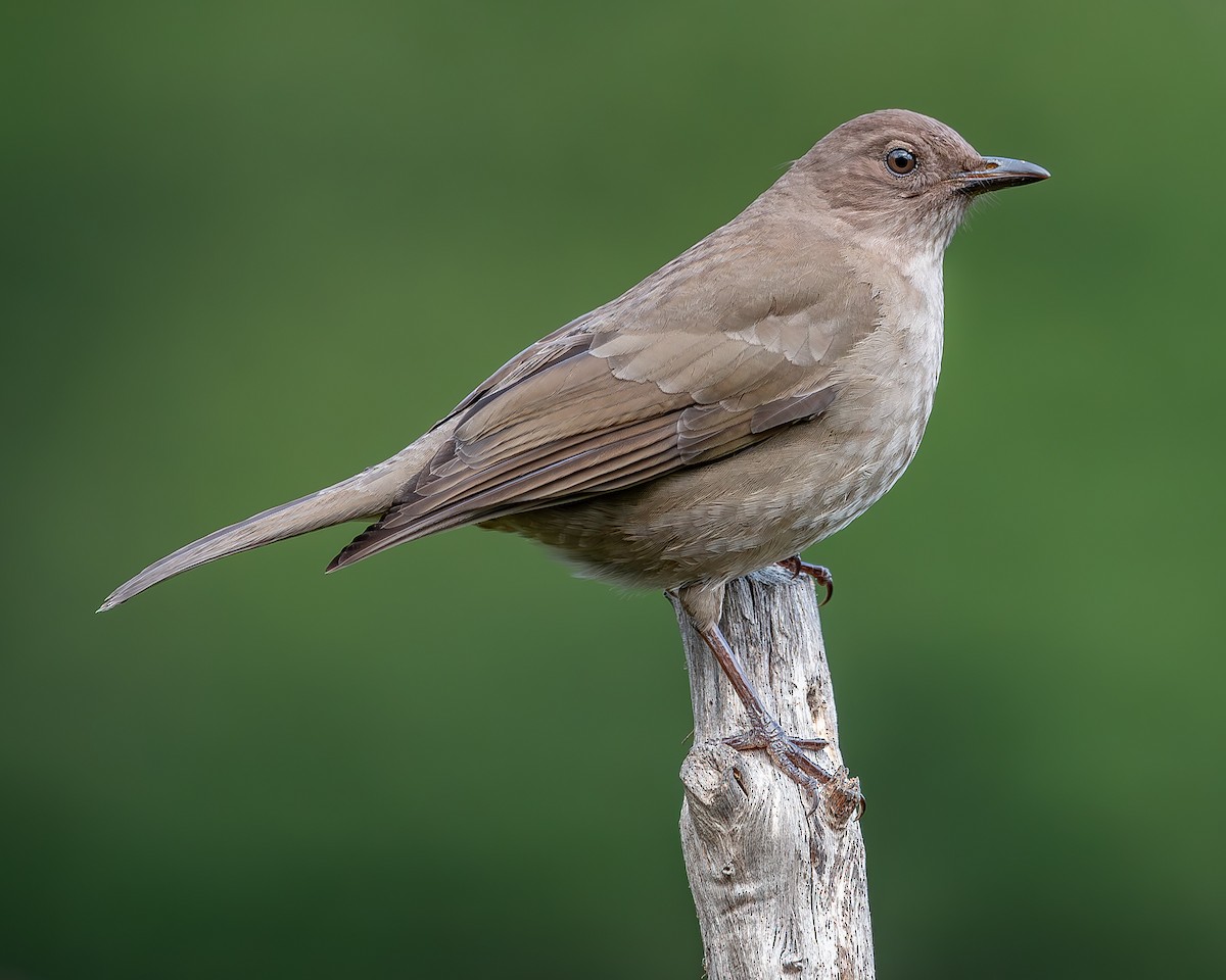 Mountain Thrush - Ricardo Rojas Arguedas