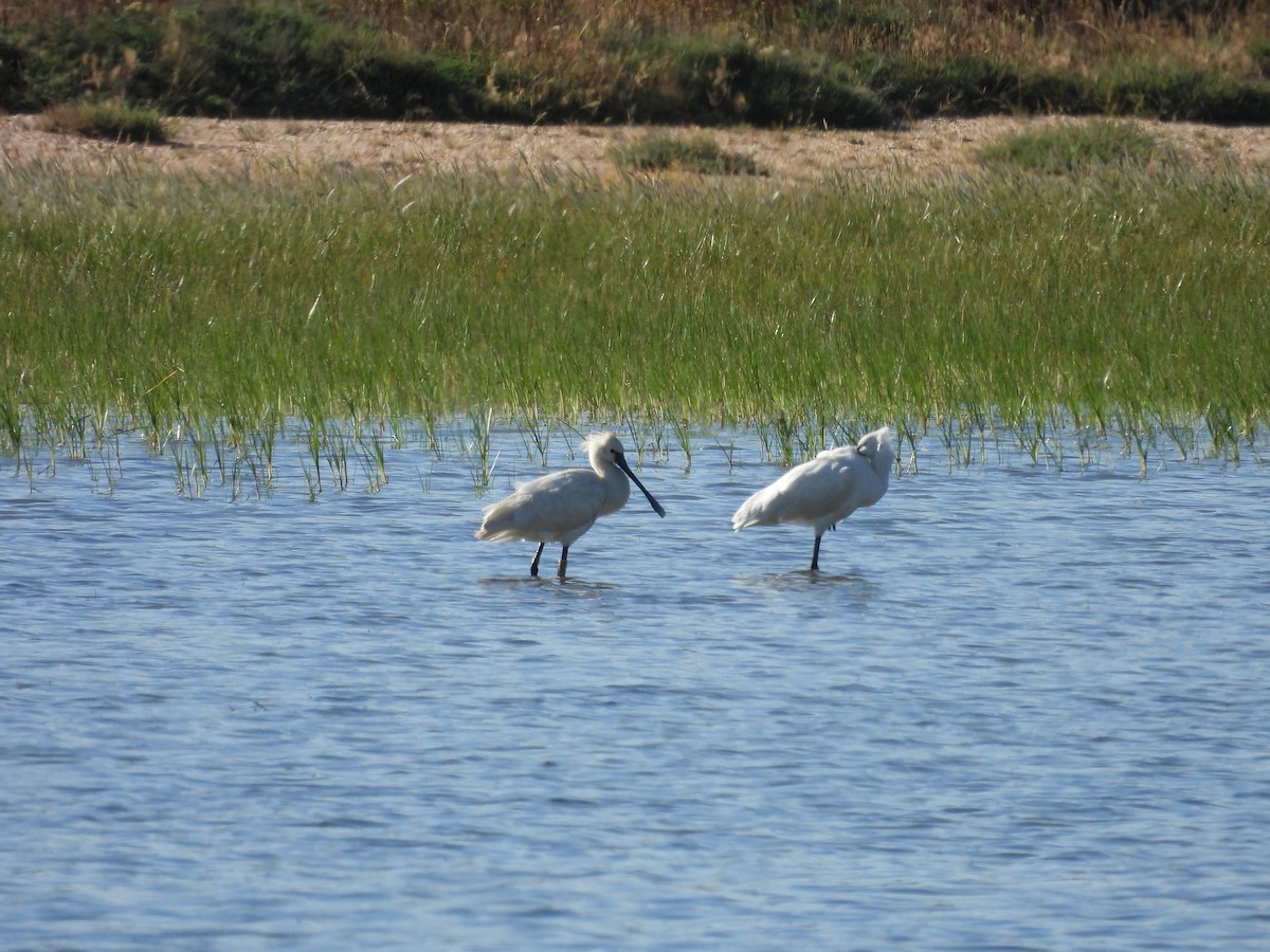 Eurasian Spoonbill - ML620271685