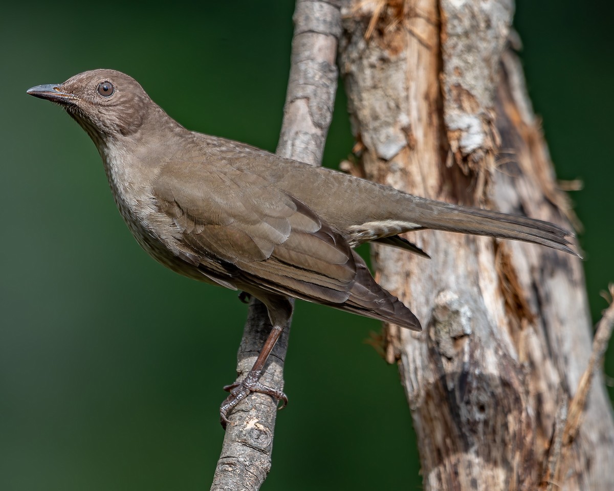 Mountain Thrush - ML620271690