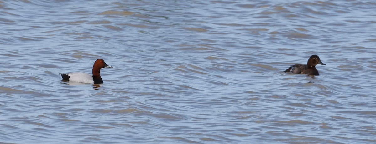 Common Pochard - ML620271697