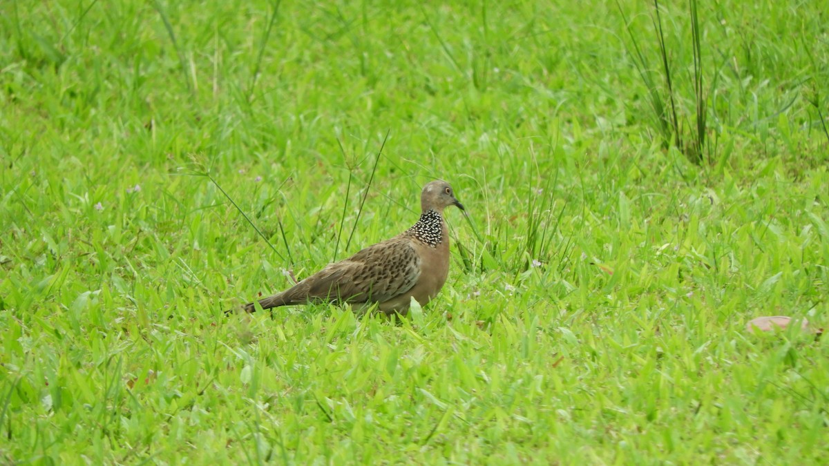 Spotted Dove - ML620271699