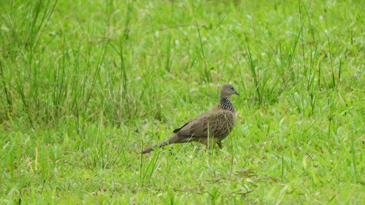 Spotted Dove - ML620271700