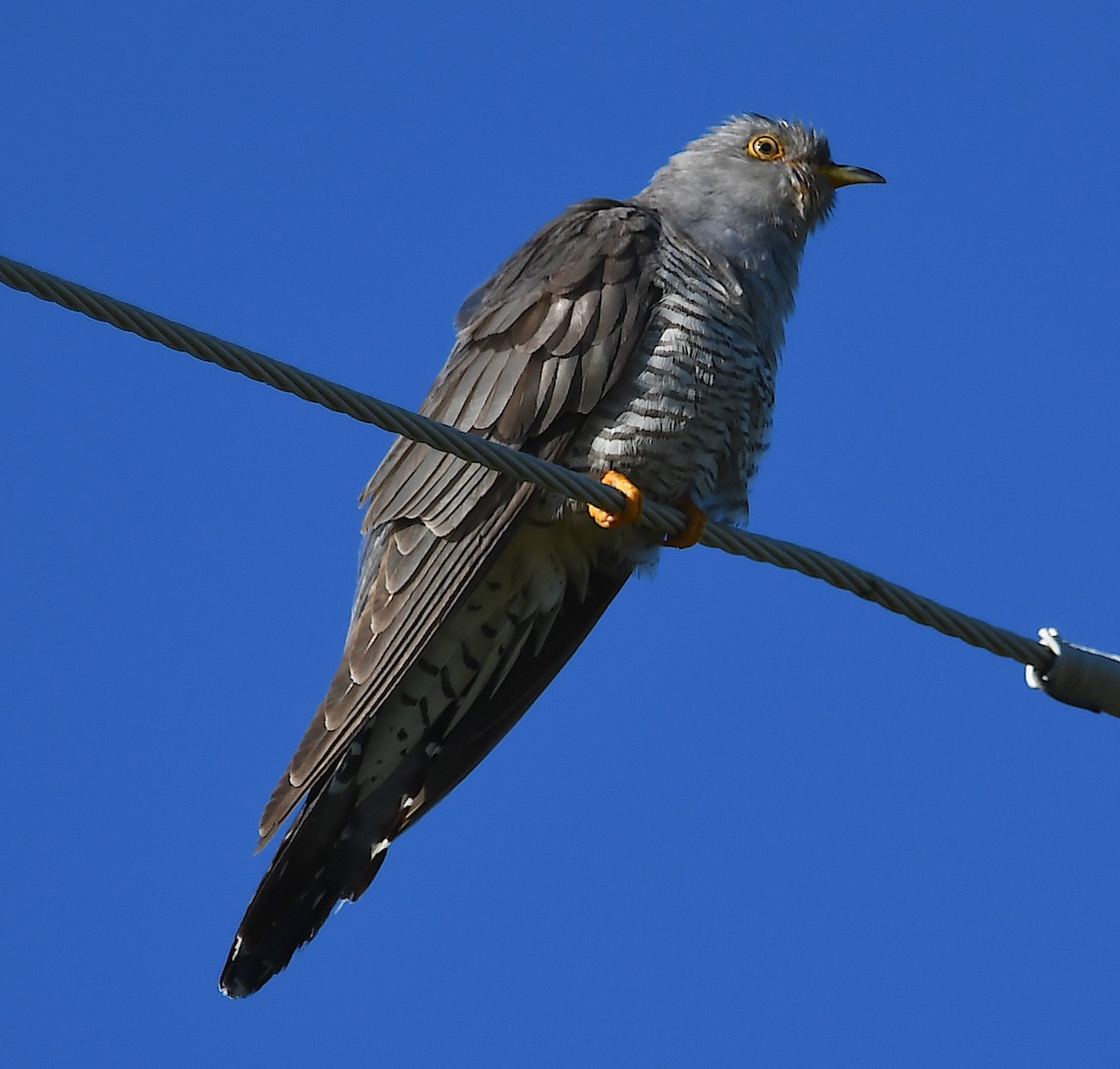 Common Cuckoo - ML620271702