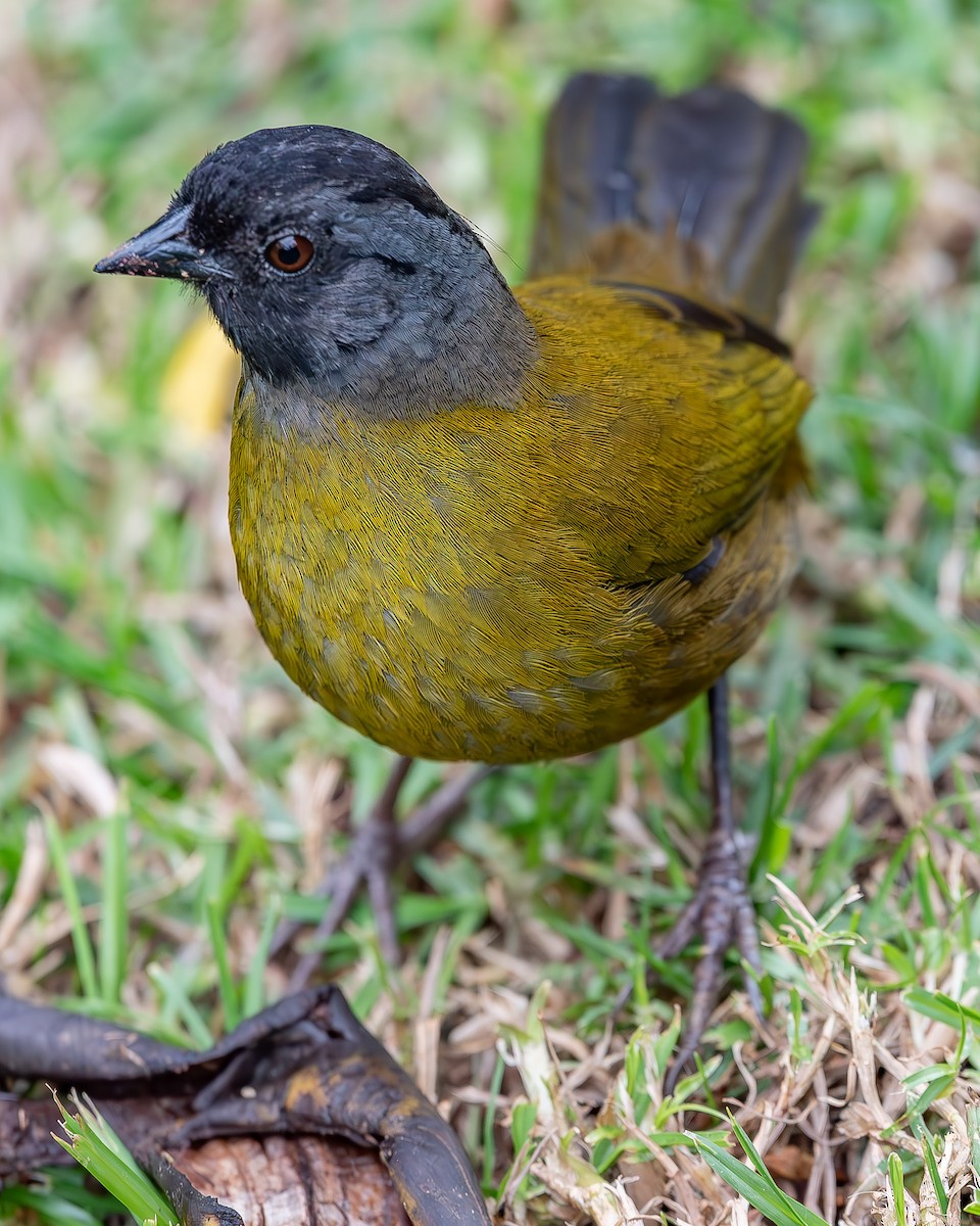 Large-footed Finch - ML620271704