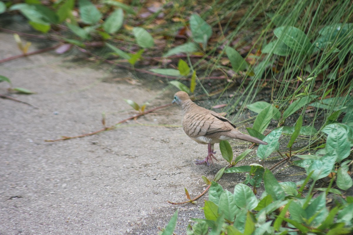 斑馬鳩 - ML620271705