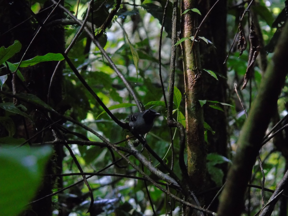 Black-faced Antbird - ML620271708