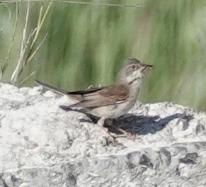 Greater Whitethroat - ML620271709