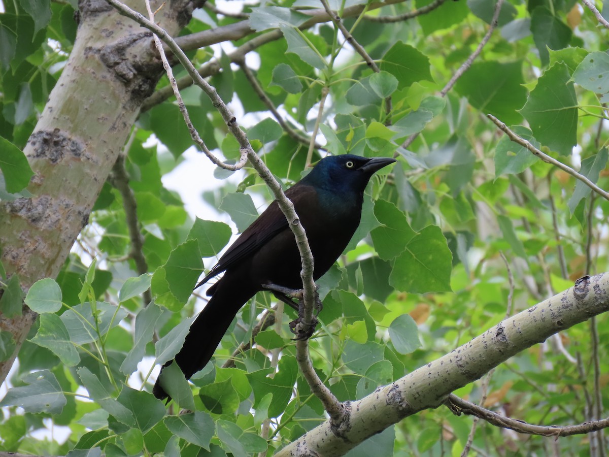 Common Grackle - ML620271719