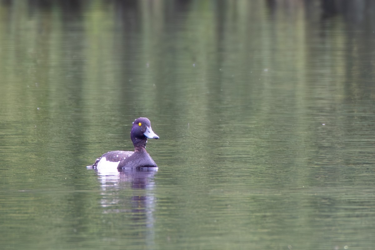 Tufted Duck - ML620271728