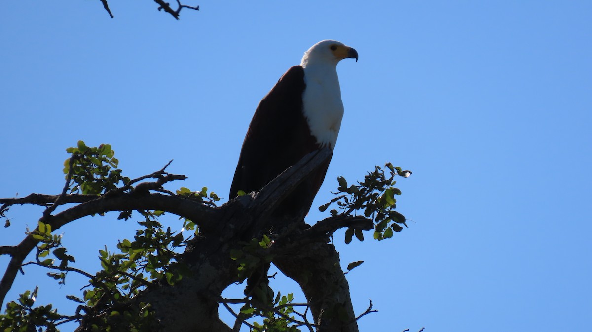 African Fish-Eagle - ML620271729