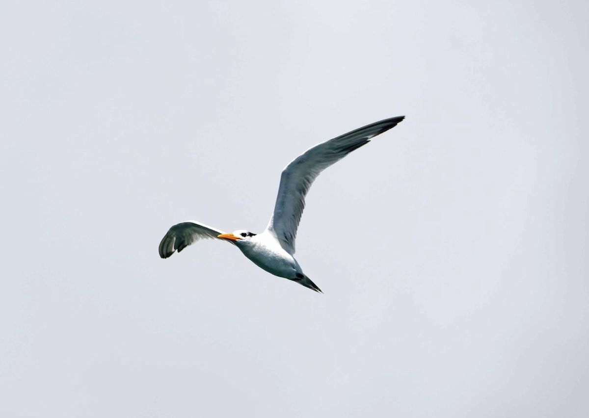 Royal Tern - ML620271731