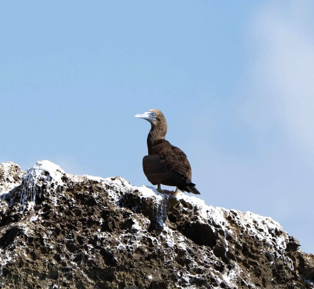 Brown Booby - ML620271732