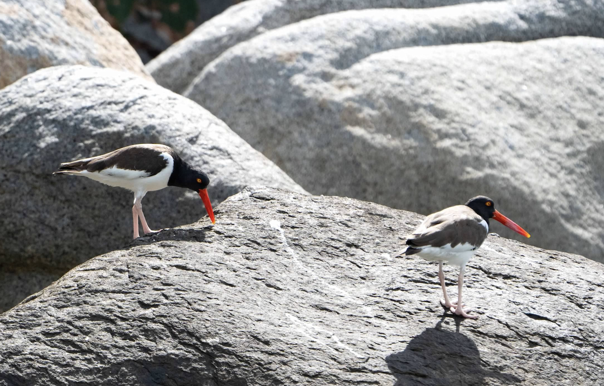 American Oystercatcher - ML620271736