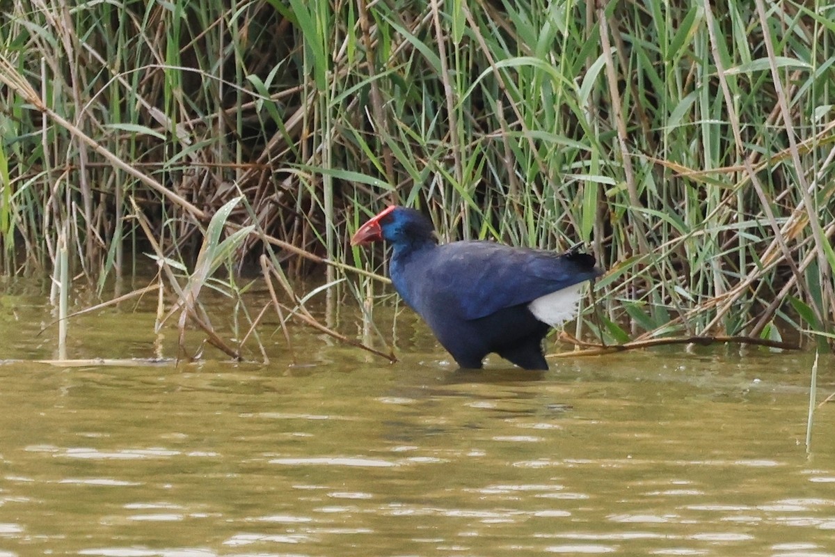 Western Swamphen - ML620271737