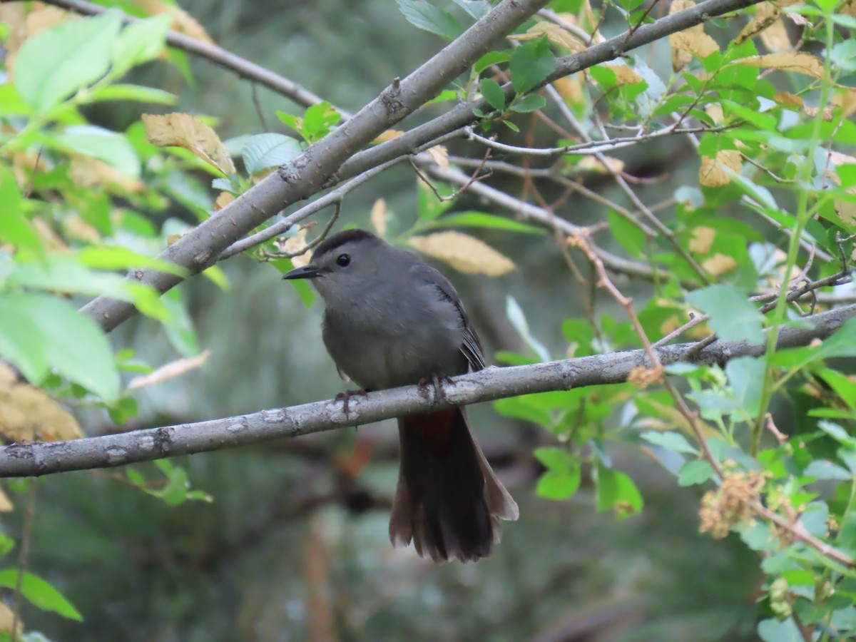 Gray Catbird - ML620271747