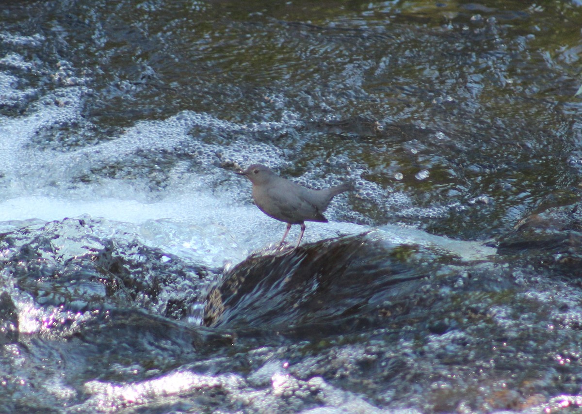 American Dipper - ML620271753